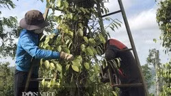 Giá tiêu hôm nay 14/4: Việt Nam đã nhập bao nhiêu tấn hạt tiêu, nước nào đứng số 1 "ăn" hồ tiêu Việt?