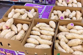 Khuyến mãi sâu, khoai lang tím Úc vẫn có giá 100.000 đồng/kg