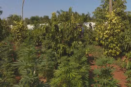 Phát hiện đường dây trồng cần sa quy mô lớn ở 5 địa điểm