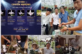 Cú lừa tiền tỉ cay đắng mang tên "lan đột biến"