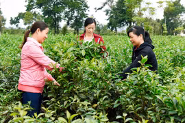 Hội LHPN huyện Chư Păh hỗ trợ vốn cho hội viên phát triển kinh tế