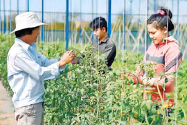 Canh tác hữu cơ: Câu hỏi còn bỏ ngỏ