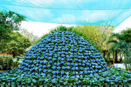 Chiêm ngưỡng bó hoa cẩm tú cầu đường kính 14m 'khủng' nhất miền Tây