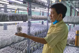 Võ Tấn Hưng: Kỹ sư công nghiệp say mê làm nông