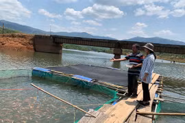 Triển vọng từ nuôi cá lồng bè trên sông Pô Cô