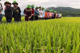Bình Định: TBR97 - giống lúa "không thể chê" cho vùng hạn, đạt năng suất bất ngờ
