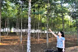 Chư Păh đẩy mạnh trồng rừng phân tán trên đất rẫy