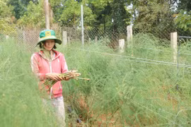 Cây măng tây "bén đất" Ia Grai
