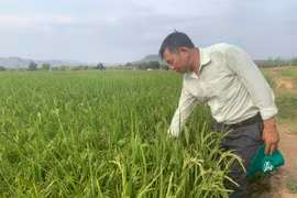 Giống lúa hàng đầu thế giới có mặt tại Phú Thiện
