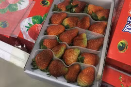 Phát hiện lô dâu tây Trung Quốc nhập lậu vào Đà Lạt bằng đường hàng không