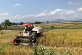 Phú Thiện: Liên kết "4 nhà" trong sản xuất lúa