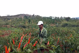 Kỹ sư 9X bỏ việc về quê trồng rau sạch