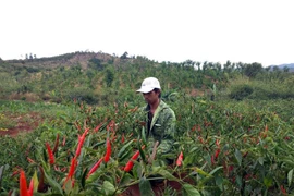Kỹ sư 9X bỏ việc về quê trồng rau sạch