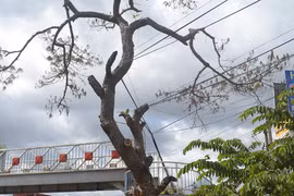 Lại thêm cây thông cổ thụ bị chết