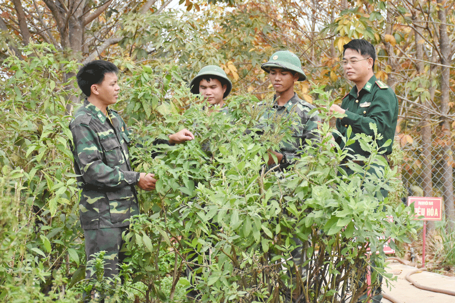 Đồn Biên phòng Ia Púch: Chú trọng xây dựng vườn thuốc Nam