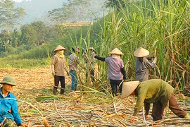 ATIGA tác động đến người trồng mía
