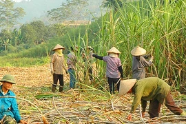 ATIGA tác động đến người trồng mía