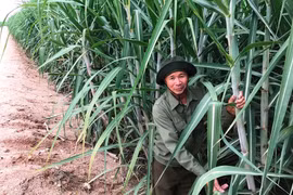 Xã Ia Kdăm đẩy mạnh chuyển đổi cơ cấu cây trồng