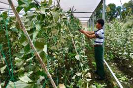 Toàn tỉnh có 5 mô hình trồng rau theo tiêu chuẩn VietGAP