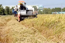 Xuất khẩu gạo và cao su tăng mạnh