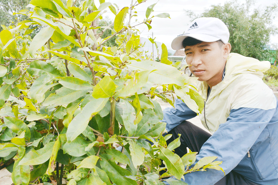 Nguyễn Lê Gin: Duyên nghiệp với hoa mai