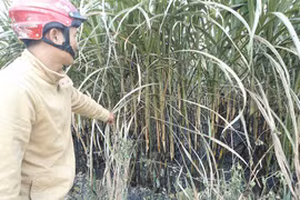 An Khê: Gần 3 ha mía cháy rụi