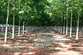 Cô gái bị người tình sát hại khi tâm sự trong vườn cao su