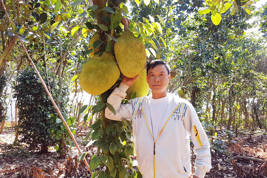 Trồng mít Thái cho thu nhập cao