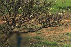 Người đàn ông chết trong tư thế treo cổ trên cây hoa Sứ