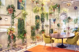 Cây cảnh trong nhà có thật sự lọc không khí?