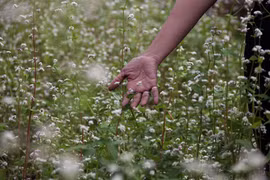 Chiêm ngưỡng vườn hoa tam giác mạch độc nhất Sài Gòn