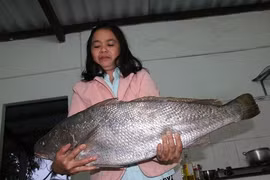 Bắt được cá lạ nghi sủ vàng quý hiếm dài gần 1 mét