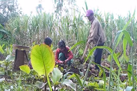 Phức tạp tình trạng cho thuê và sang nhượng đất vùng DTTS ở Chư Pah