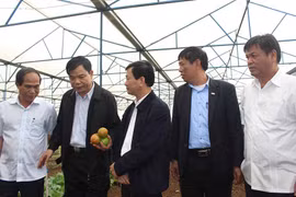 Gia Lai: Cần phát huy tiềm năng chăn nuôi đại gia súc