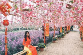 Vườn đào Nhật Tân nở sớm, giới trẻ thích thú check-in