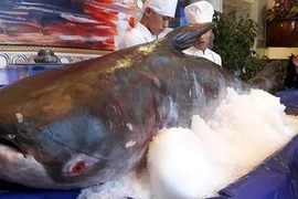 Đổ xô xem cá tra dầu "khủng" 156 kg giá trăm triệu
