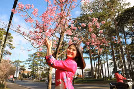 Ngắm sắc hồng lung linh của mai anh đào Đà Lạt