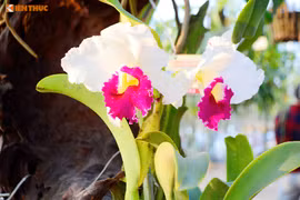 Mãn nhãn ngắm hoa lan Tết cực sang chảnh khoe sắc