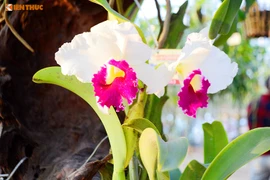 Mãn nhãn ngắm hoa lan Tết cực sang chảnh khoe sắc