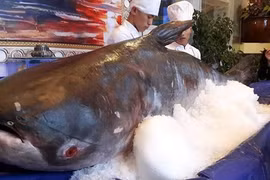 Đổ xô xem cá tra dầu "khủng" 156 kg giá trăm triệu