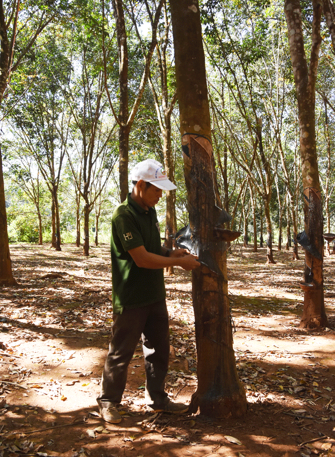 "Bàn tay vàng" Rơ Lan Lim