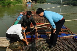 Đưa 'quái ngư' quý hiếm vào lồng nuôi nhốt trên sông Lô