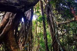 Khám phá đầm lầy nhiều cá sấu nhất Đông Nam Bộ