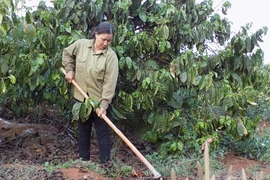 Gia Lai: Hỗ trợ chuyển đổi nông nghiệp bền vững