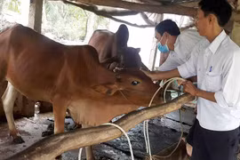 Chú trọng phòng-chống dịch bệnh gia súc trên địa bàn huyện Phú Thiện