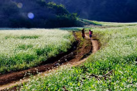 Xuyến chi hoài niệm