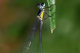 Nhà khoa học phát hiện loài chuồn chuồn kim mới ở Tây Nguyên