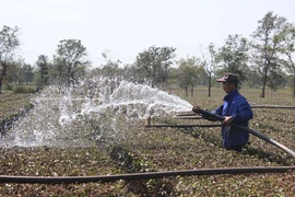 Nhiều giải pháp phòng-chống hạn ở Gia Lai