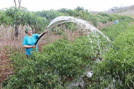 Kông Chro: Chuyển đổi cơ cấu cây trồng để tránh hạn