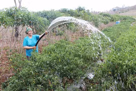 Kông Chro: Chuyển đổi cơ cấu cây trồng để tránh hạn